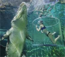 ਜਦੋਂ ਮਗਰਮੱਛ ਦੇ ਮੂੰਹ ਕੋਲ ਚਲੀ ਗਈ ਲੜਕੀ ਅਤੇ ਫਿਰ ਕੀ ਹੋਇਆ ਦੇਖੋ ਤਸਵੀਰਾਂ