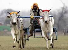 ਬਲਦ ਗੱਡੀਆਂ ਦੀ ਦੌੜ 'ਤੇ ਸੁਪਰੀਮ ਕੋਰਟ ਸਖਤ