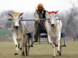 ਬਲਦ ਗੱਡੀਆਂ ਦੀ ਦੌੜ 'ਤੇ ਸੁਪਰੀਮ ਕੋਰਟ ਸਖਤ ਬਲਦ ਗੱਡੀਆਂ ਦੀ ਦੌੜ 'ਤੇ ਸੁਪਰੀਮ ਕੋਰਟ ਸਖਤ
