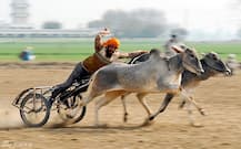 ਬਲਦ ਗੱਡੀਆਂ ਦੀ ਦੌੜ \'ਤੇ ਸੁਪਰੀਮ ਕੋਰਟ ਸਖਤ