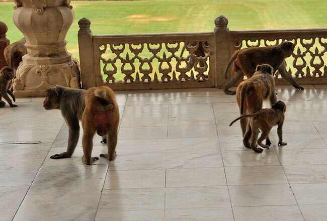 Smuggled endangered monkeys rescued by police ਪੰਜਾਬ 'ਚ ਧੜਾਧੜ ਬਾਂਦਰਾਂ ਦਾ ਵਪਾਰ, ਬੱਚਾ 4000 ਤੇ ਜੋੜੀ 8000 'ਚ