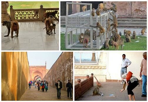  ਬਾਂਦਰ ਫੌਜ ਦੀ ਦਹਿਸ਼ਤ, ਆਬਾਦੀ ਘਟਾਉਣ ਲਈ ਨਸਬੰਦੀ