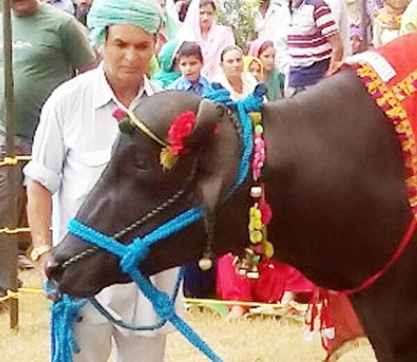  ਰਾਂਝੇ ਦੀ ਖ਼ਰੀਦਦਾਰੀ ਲਈ ਲੱਗੀ ਬੋਲੀ ਵਿੱਚ ਹਿਮਾਚਲ ਤੋਂ ਇਲਾਵਾ ਕਈ ਦੂਜੇ ਰਾਜਾਂ ਦੇ ਲੋਕਾਂ ਨੇ ਵੀ ਹਿੱਸਾ ਲਿਆ। 
