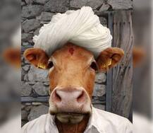 ਸੋਸ਼ਲ ਮੀਡੀਆ \'ਤੇ ਗਾਊ ਸਿਆਸਤ !