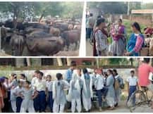 ਸਕੂਲ 'ਚ ਗਾਵਾਂ ਦਾਖਲ, ਵਿਦਿਆਰਥੀ ਬਾਹਰ