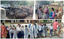 ਸਕੂਲ \'ਚ ਗਾਵਾਂ ਦਾਖਲ, ਵਿਦਿਆਰਥੀ ਬਾਹਰ