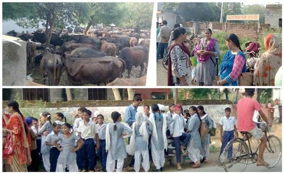  ਸਕੂਲ 'ਚ ਗਾਵਾਂ ਦਾਖਲ, ਵਿਦਿਆਰਥੀ ਬਾਹਰ