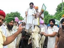 ਗੱਡਿਆਂ 'ਤੇ ਲੱਦ ਰਾਸ਼ਟਰਪਤੀ ਨੂੰ ਕਿਸਾਨਾਂ ਨੇ ਭੇਜੀਆਂ ਦੁਖੜਿਆਂ ਦੀਆਂ ਪੰਡਾਂ