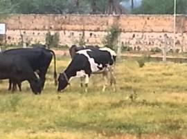 %e0%a8%ae%e0%a9%8b%e0%a8%a6%e0%a9%80 %e0%a8%a6%e0%a9%80 %e0%a8%ac%e0%a9%9c%e0%a9%8d%e0%a8%b9%e0%a8%95 %e0%a8%ae%e0%a8%97%e0%a8%b0%e0%a9%8b%e0%a8%82 %e0%a8%97%e0%a8%8a %e0%a8%b0%e0%a9%b1%e0%a8%96 ਮੋਦੀ ਦੀ ਬੜ੍ਹਕ ਮਗਰੋਂ ਗਊ ਰੱਖਿਅਕਾਂ ਖਿਲਾਫ ਡਟੇ ਕਿਸਾਨ