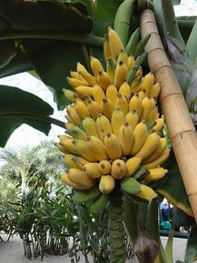 ਕੇਲਾ ਹੋ ਸਕਦਾ ਦੁਨੀਆਂ ਤੋਂ ਗਾਇਬ, ਇੱਕ ਵਿਗਿਆਨੀ ਦਾ ਖੁਲਾਸਾ