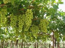 ਹੁਣ ਅੰਗੂਰ ਬਦਲਣਗੇ ਕਿਸਾਨਾਂ ਦੀ ਕਿਸਮਤ 