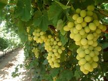 ਹੁਣ ਅੰਗੂਰ ਬਦਲਣਗੇ ਕਿਸਾਨਾਂ ਦੀ ਕਿਸਮਤ 