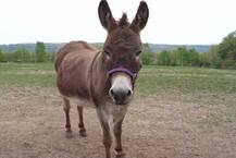 ਬੈਗਲੁਰੂ \'ਚ 50 ਰੁਪਏ ਵਿੱਚ ਵਿਕ ਰਿਹਾ ਹੈ ਗਧੀ ਦਾ ਇੱਕ ਚਮਚ ਦੁੱਧ