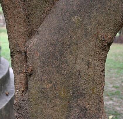 ਇਸ ਰੁੱਖ ਦੇ ਤਣੇ ਦੀ ਸੁੱਕੀ ਛਿੱਲੜ 10 ਗ੍ਰਾਮ ਲਓ ਤੇ ਉਸ ਨੂੰ 400 ਗ੍ਰਾਮ ਪਾਣੀ ਵਿੱਚ ਪਕਾਓ। ਪਕਾਉਣ ਤੋਂ ਬਾਅਦ ਜਦੋਂ ਪਾਣੀ 100 ਗ੍ਰਾਮ ਤੋਂ ਵੀ ਘੱਟ ਬਚੇ ਤਾਂ ਉਸ ਨੂੰ ਛਾਣ ਕੇ ਸਵੇਰੇ-ਸ਼ਾਮ ਪੀਓ। ਇਸ ਨਾਲ ਜਲਦੀ ਹੀ ਤੁਹਾਡੀ ਹੱਡੀ ਜੁੜ ਜਾਵੇਗੀ। 