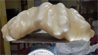 ਹੁਣ ਫਿਲੀਪੀਂਸ ਦੇ ਅਧਿਕਾਰੀ ਉਮੀਦ ਕਰ ਰਹੇ ਹਨ ਕਿ ਇਸ ਮੋਤੀ ਨੂੰ ਆਪਣੇ ਕੋਲ ਰੱਖਾਂਗੇ ਜਿਸ ਨਾਲ ਵੱਧ ਤੋਂ ਵੱਧ ਟੂਰਿਸਟ ਦੇਖਣ ਲਈ ਇਥੇ ਆਉਣਗੇ। ਇਸ ਤਰ੍ਹਾਂ ਮਿਲਿਆ ਸੀ ਮੋਤੀ : ਸਾਲ 2006 'ਚ ਇਹ ਮਛੇਰਾ ਆਪਣੀ ਕਿਸ਼ਤੀ 'ਚ ਸਫਰ ਕਰ ਰਿਹਾ ਸੀ। ਉਸ ਨੇ ਆਪਣੀ ਕਿਸ਼ਤੀ ਦੇ ਲੰਗਰ ਨੂੰ ਹੇਠਾਂ ਸੁੱਟਿਆ ਤਾਂ ਉਹ ਕਿਸੇ ਚੀਜ਼ 'ਚ ਅੜ ਗਈ।ਲੰਗਰ ਚੁੱਕ ਦੇ ਦੇਖਿਆ ਤਾਂ ਇਹ ਮੋਤੀ ਆਪਣੀ ਖੋਲ ਦੇ ਨਾਲ ਫਸਿਆ ਹੋਇਆ ਸੀ।