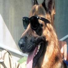 ਅਰਬਪਤੀਆਂ ਤੋਂ ਅਮੀਰ ਕੁੱਤਾ, 9,71,50,00000 ਰੁਪਏ ਦਾ ਇੱਕਲਾ ਮਾਲਕ !