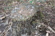 ਇਸ ਦਰੱਖਤ \'ਤੇ ਸੱਚਮੁੱਚ ਲੱਗਦੇ ਨੇ ਪੈਸੇ! ਜਾਣੋ 