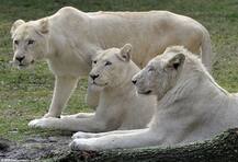 ਚਿੱਟੇ ਸ਼ੇਰ ਦੀਆਂ ਕੁੱਝ ਖਾਸ ਤਸਵੀਰਾਂ