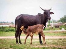 ਇਹ ਟੀਕਾ ਲਾਉਣ \'ਤੇ ਗਾਂ ਸਿਰਫ ਵੱਛੀ ਨੂੰ ਦਿੰਦੀ ਜਨਮ..