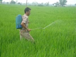 Agriculture ਝੋਨੇ ਨੂੰ ਨਹੀਂ ਲੱਗਦੀ ਪੀਲੀ ਕੂੰਗੀ ਮਾਹਰਾਂ ਕੀਤਾ ਖੁਲਾਸਾ