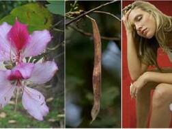 Health Benefits of Kachnar: ਬੜੇ ਕੰਮ ਦੀ ਕਚਨਾਰ, ਫਾਇਦੇ ਜਾਣ ਹੋ ਜਾਓਗੇ ਹੈਰਾਨ..