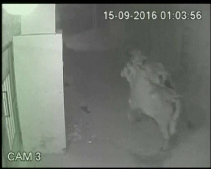  ਪਿੰਡ 'ਚ ਵੜੇ ਦੋ ਸ਼ੇਰ, ਮੱਚੀ ਹਾਹਾਕਾਰ, ਤਸਵੀਰਾਂ ਸੀਸੀਟੀਵੀ 'ਚ ਕੈਦ