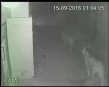 ਪਿੰਡ \'ਚ ਵੜੇ ਦੋ ਸ਼ੇਰ, ਮੱਚੀ ਹਾਹਾਕਾਰ, ਤਸਵੀਰਾਂ ਸੀਸੀਟੀਵੀ \'ਚ ਕੈਦ