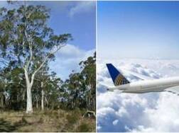 ਹੁਣ ਸਫੈਦੇ ਦਾ ਰੁੱਖ ਉਡਾਏਗਾ ਜਹਾਜ਼ !