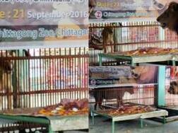 ਸ਼ੇਰ ਨੇ ਸ਼ੇਰਨੀ ਨਾਲ ਕਰਾਇਆ ਵਿਆਹ, 400 ਬਰਾਤੀ ਪਹੁੰਚੇ