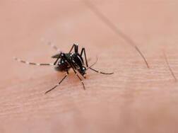 ਡੇਂਗੂ ਤੇ ਚਿਕਨਗੁਨੀਆ ਤੋਂ ਬਾਅਦ ਇੱਕ ਹੋਰ ਬਿਮਾਰੀ ਆਈ