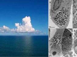 ਸਮੁੰਦਰ 'ਚੋਂ ਮਿਲੇ 15 ਹਜ਼ਾਰ ਤਰ੍ਹਾਂ ਦੇ ਵਾਇਰਸ, ਵਿਗਿਆਨੀ ਹੋਏ ਹੈਰਾਨ