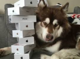 Dog Get 8 Iphones Gift On Birthday ਕੁੱਤੇ ਨੂੰ ਜਨਮ ਦਿਨ 'ਤੇ ਅੱਠ iphone-7 ਗਿਫਟ