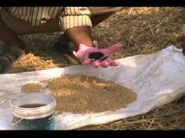 ਇਸ ਵਾਰ ਯੂਨੀਵਰਸਿਟੀ ਵੱਲੋਂ ਕਣਕ ਦੀਆਂ ਕਿਹੜੀਆਂ ਕਿਸਮਾਂ ਬੀਜਣ ਦੀ ਸਲਾਹ ਦਿੱਤੀ ਗਈ ਹੈ? ਇਸ ਵਾਰ ਯੂਨੀਵਰਸਿਟੀ ਵੱਲੋਂ ਕਣਕ ਦੀਆਂ ਕਿਹੜੀਆਂ ਕਿਸਮਾਂ ਬੀਜਣ ਦੀ ਸਲਾਹ ਦਿੱਤੀ ਗਈ ਹੈ?