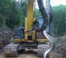 ਮਿਲ ਗਿਆ ਦੁਨੀਆਂ ਦਾ ਸਭ ਤੋਂ ਵੱਡਾ ਸੱਪ?