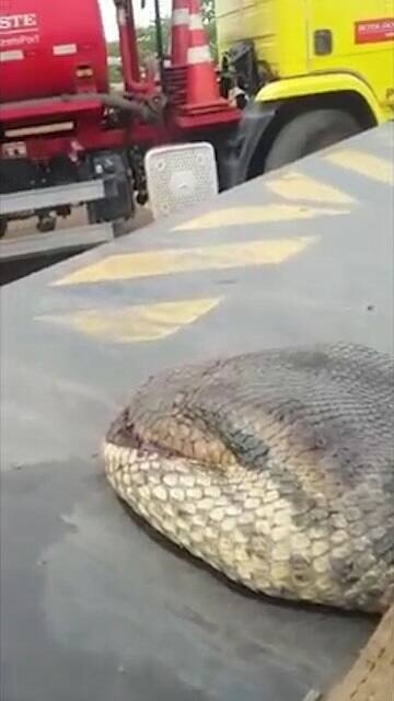 Giant anaconda found in Brazillian building site.