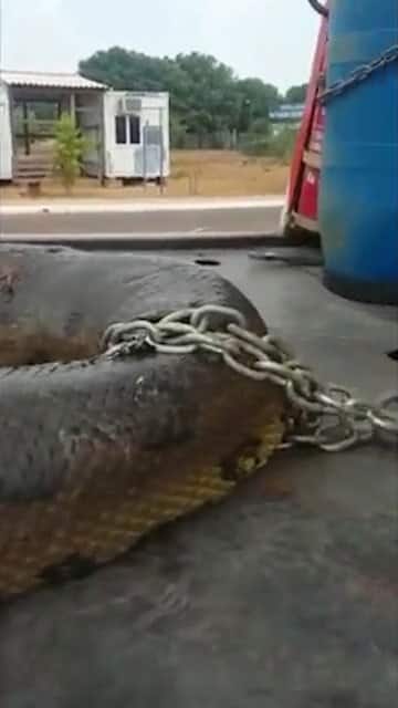 ਇਹ ਵਿਸ਼ਾਲ ਐਨਾਕੌਂਡਾ ਡੈਮ ਦੇ ਚੱਲ ਰਹੇ ਕੰਮ ਦੌਰਾਨ ਸੁਰੰਗ 'ਚੋਂ ਨਿਕਲਿਆ। ਇਸ ਤੋਂ ਪਹਿਲਾਂ ਸਭ ਤੋਂ ਲੰਬਾ ਸੱਪ 25 ਫੁੱਟ ਅਤੇ ਦੋ ਇੰਚ ਦਾ ਸੀ, ਜੋ ਅਮਰੀਕਾ ਦੇ ਕੇਨਸਾਸ ਸ਼ਹਿਰ 'ਚ ਪਾਇਆ ਗਿਆ ਸੀ।