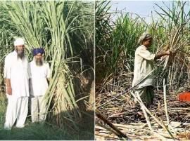 ਗੰਨਾ ਕਿਸਾਨਾਂ ਨੂੰ 112 ਕਰੋੜੀ ਗੱਫਾ Sugarcane Payment ਗੰਨਾ ਕਿਸਾਨਾਂ ਨੂੰ 112 ਕਰੋੜੀ ਗੱਫਾ