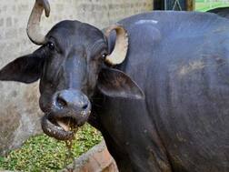 ਪੰਜਾਬ 'ਚ ਮੱਝਾਂ ਦੀ ਗਿਣਤੀ 23% ਘਟੀ ਪਰ ਦੁੱਧ ਦੀ ਪੈਦਾਵਾਰ ਵਧੀ, ਆਖਰ ਕਿੱਥੋਂ ਆ ਰਿਹਾ ਇੰਨਾ ਦੁੱਧ?