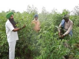 Seed Farm ਸਰਕਾਰੀ ਬੀਜ ਫਾਰਮ ਦੀ ਧਮਾਲ, ਹਰ ਕਿਸਾਨ ਇੱਥੋਂ ਬੀਜ ਲੈਣ ਦਾ ਚਾਹਵਾਨ