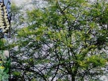 Babool Health Benefits: ਕਿੱਕਰ ਦਾ ਕਮਾਲ! ਐਵੇਂ ਨਾ ਜਾਣੋ ਇਸ ਦਰੱਖਤ ਨੂੰ, ਫਾਇਦੇ ਜਾਣ ਕੇ ਉੱਡ ਜਾਣਗੇ ਹੋਸ਼..