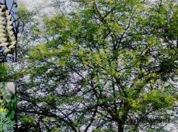 Babool Health Benefits: ਕਿੱਕਰ ਦਾ ਕਮਾਲ! ਐਵੇਂ ਨਾ ਜਾਣੋ ਇਸ ਦਰੱਖਤ ਨੂੰ, ਫਾਇਦੇ ਜਾਣ ਕੇ ਉੱਡ ਜਾਣਗੇ ਹੋਸ਼..