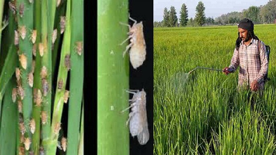 Rice Disease ਝੋਨੇ 'ਤੇ ਟਿੱਡਿਆਂ ਦਾ ਹਮਲਾ, ਇੰਜ ਕਰੋ ਬਚਾਅ