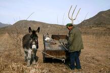 ਚੀਨ ਨੂੰ ਗਧਿਆਂ ਦੇ ਭਾਰੀ ਲੋੜ !