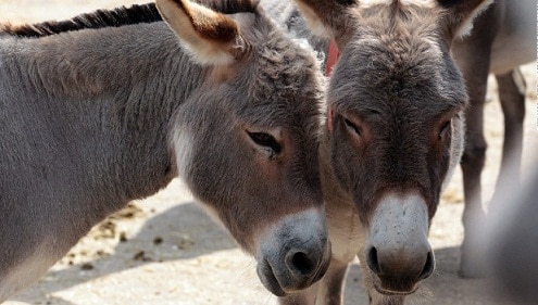 Brooke India Study reveals that Donkey population on decline in India from 2012 to 2019 Know in detail Brooke India Study: भारत में पिछले 7 साल में 61 प्रतिशत घटी गधों की आबादी, नई स्टडी में हुए चौंकाने वाले खुलासे