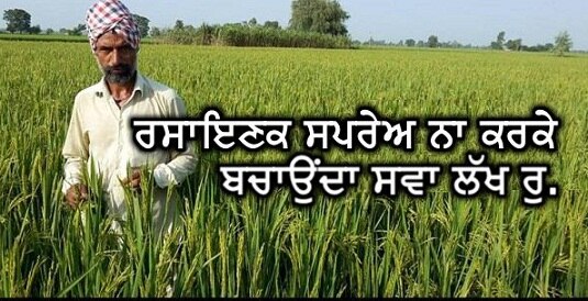 Darbara Singh, a farmer from village Mula Singh Wala in Mansa district doing Organic Farming by not using any chemical on crop ਬਿਨਾ ਕਿਸੇ ਕੀਟਨਾਸ਼ਕ ਤੋਂ ਚੰਗਾ ਝਾੜ ਲੈ ਰਿਹਾ ਦਰਬਾਰਾ ਸਿੰਘ..