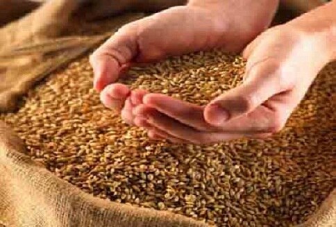 Wheat Seed Subsidy ਕਣਕ ਦੇ ਬੀਜ 'ਤੇ 1000 ਰੁਪਏ ਪ੍ਰਤੀ ਕੁਇੰਟਲ ਸਬਸਿਡੀ