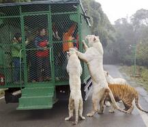 ਇਸ ਚਿੜੀਆਘਰ \'ਚ ਜਾਨਵਰ ਨਹੀਂ ਲੋਕਾਂ ਨੂੰ ਕੀਤਾ ਜਾਂਦਾ ਹੈ ਕੈਦ