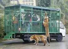 ਇਸ ਚਿੜੀਆਘਰ \'ਚ ਜਾਨਵਰ ਨਹੀਂ ਲੋਕਾਂ ਨੂੰ ਕੀਤਾ ਜਾਂਦਾ ਹੈ ਕੈਦ