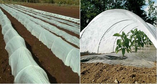 Plastic Low Tunnel Technology For Off Season Cultivation ਅਗੇਤੀ ਫਸਲਾਂ ਉਗਾਉਣ ਦੀ ਤਕਨੀਕ, ਵੱਧ ਝਾੜ ਤੇ ਵੱਧ ਹੁੰਦੀ ਕਮਾਈ