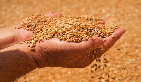 Wheat Production: Essentials for getting higher wheat yields and reducing costs ਕਣਕ ਦਾ ਵੱਧ ਝਾੜ ਲੈਣ ਤੇ ਖਰਚੇ ਘਟਾਉਣ ਲਈ ਜ਼ਰੂਰੀ ਗੱਲਾਂ